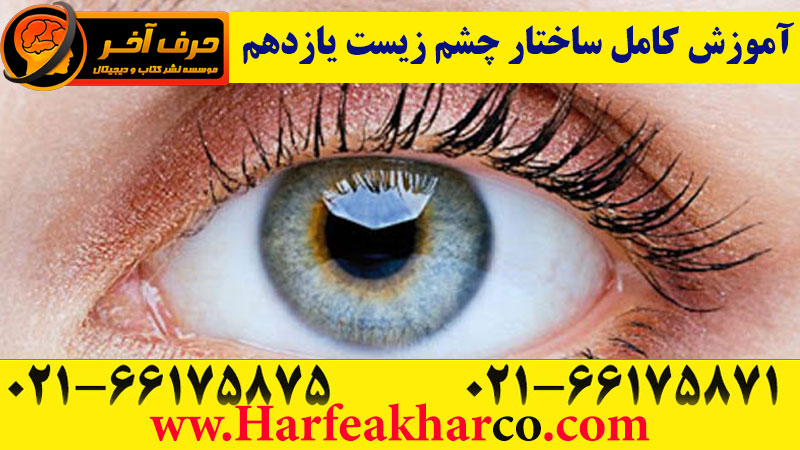 آموزش ساختار چشم انسان